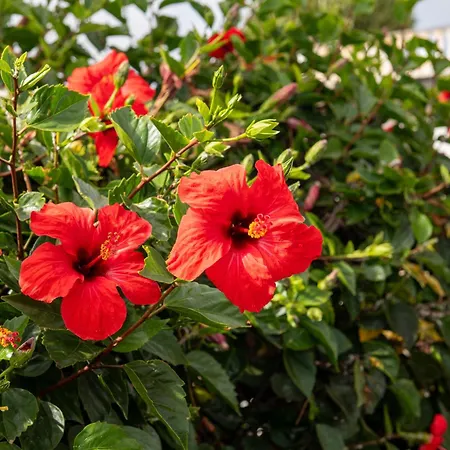 Sol Nudist Place 차르코 델 팔로