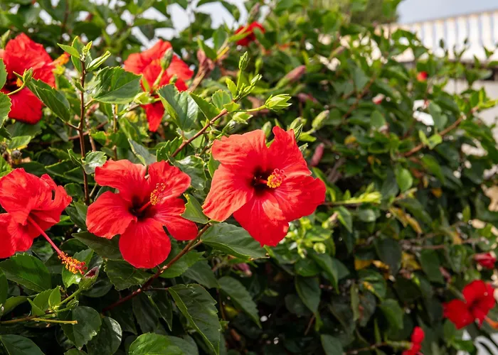 Sol Nudist Place צ'ארקו דל פאלו